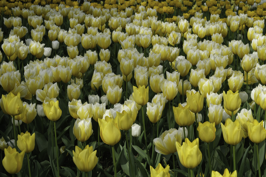 24messer tulipano.jpg